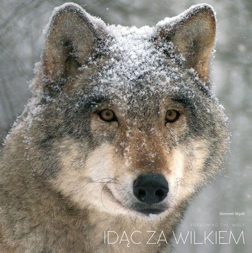 

Idąc za wilkiem Sławomir Wąsik