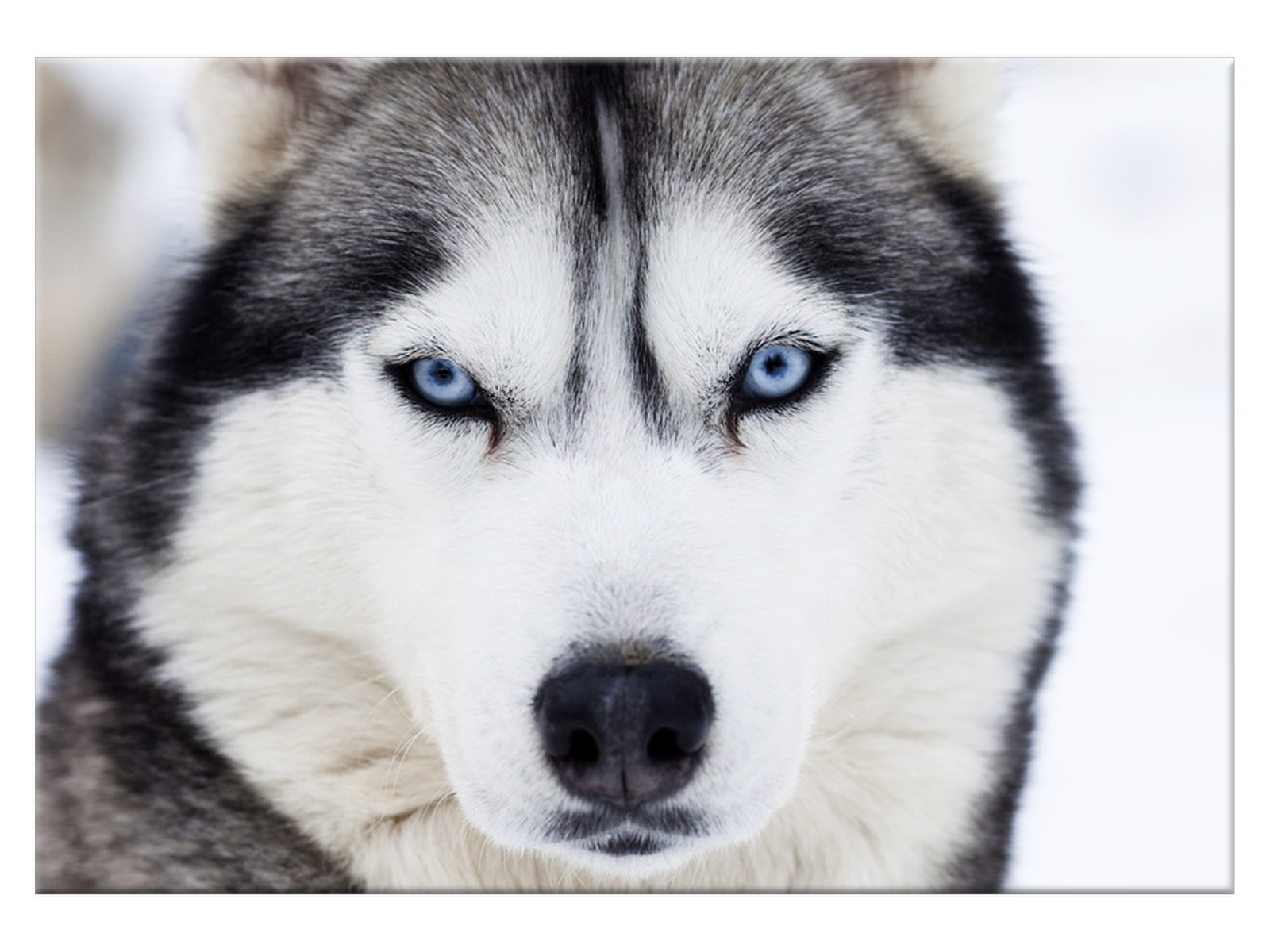 

Obraz na płótnie Husky Pies 100x70 1336A_1Z