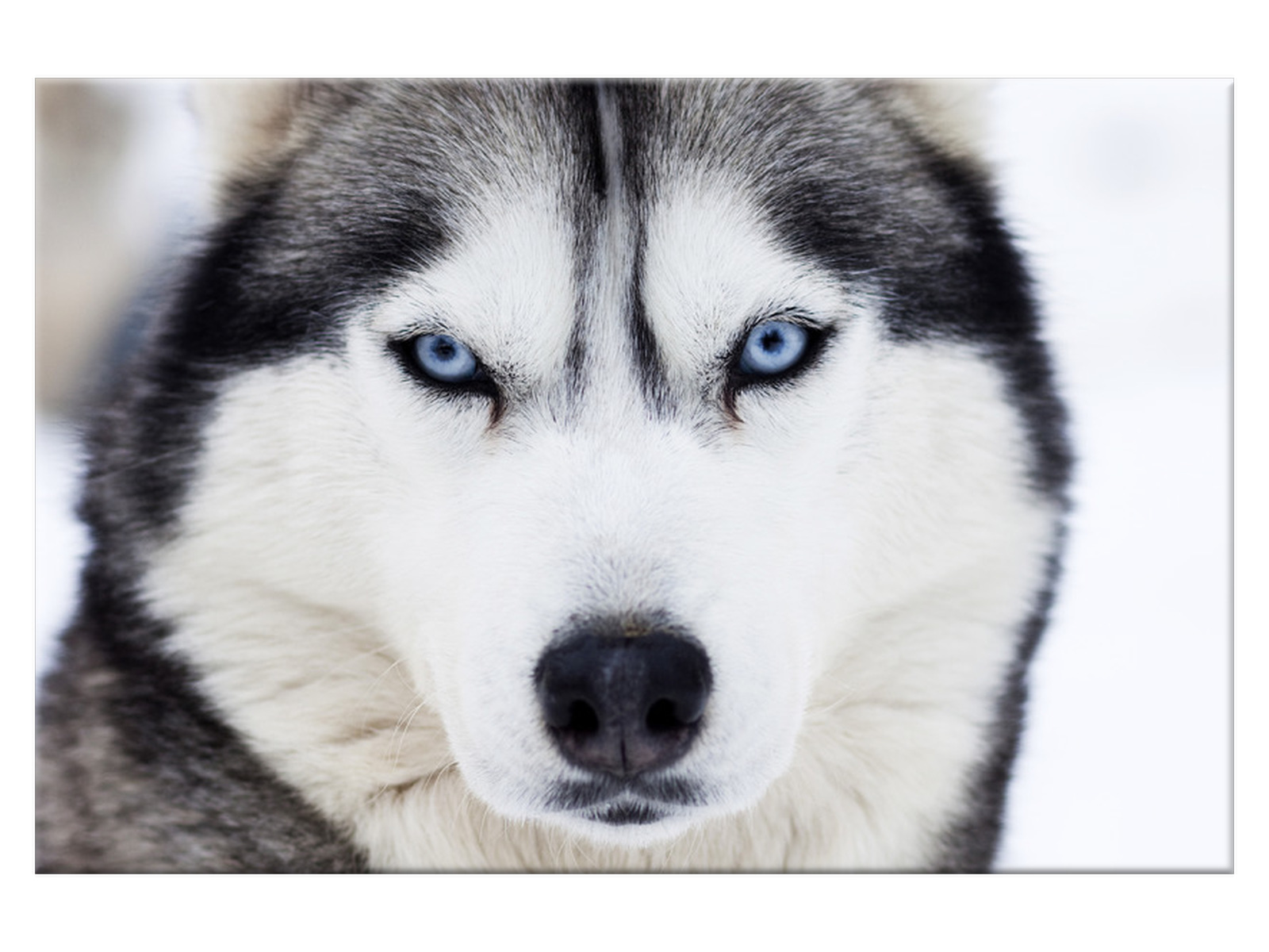

Obraz Husky 120x80 Zwierzęta 1336A_1B do salonu