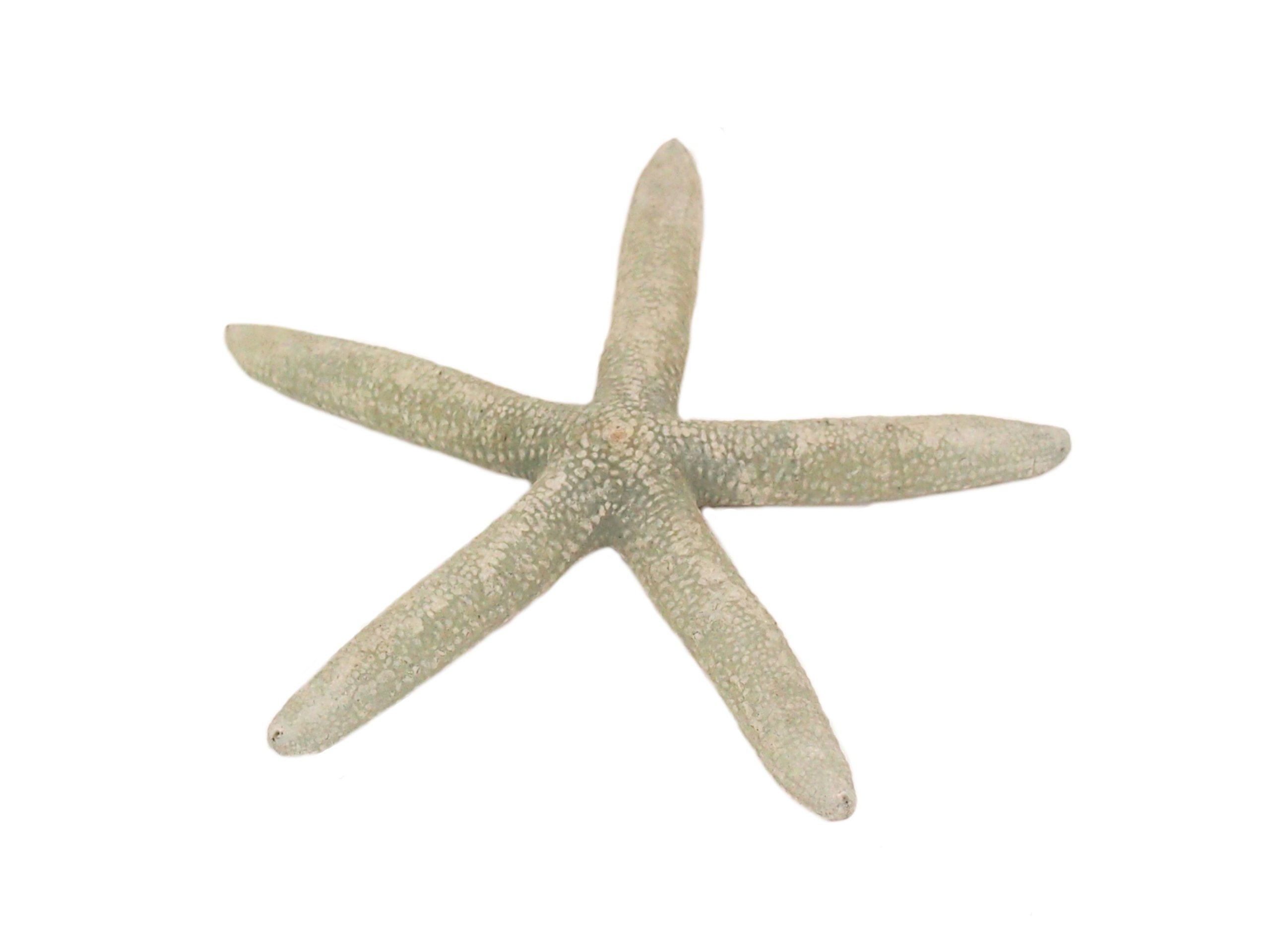 Starfish Starfish NAT Sea Shells. 11-15 cm