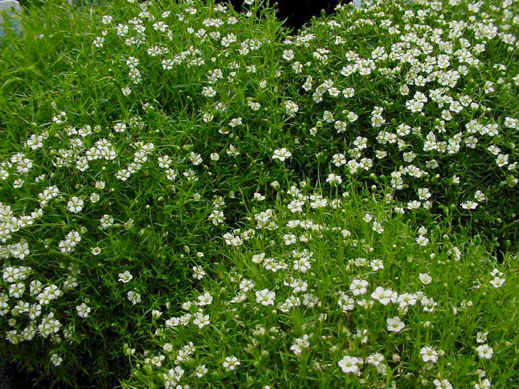 КОРМУШКА КОСТИСТЫЙ МОХ ВМЕСТО ТРАВЫ, СЕМЕНА