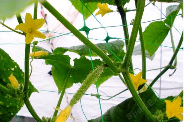 SIATKA ROŚLINY PNĄCE OGÓRKI GROSZEK FASOLA 2x20m EAN (GTIN) 5907544412267