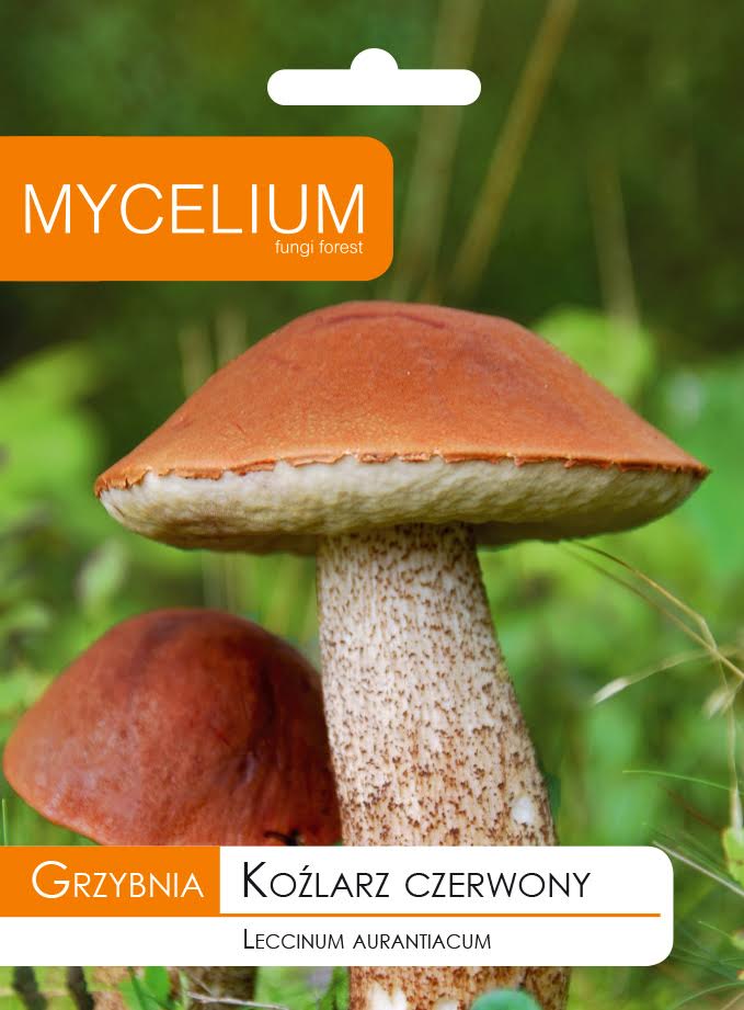 

Grzybnia, Koźlarz Czerwony Grzyby Leśne w Ogrodzie