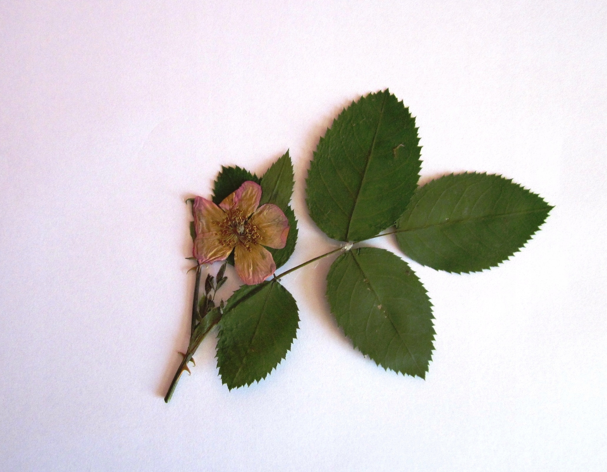 Шиповник листья гербарий