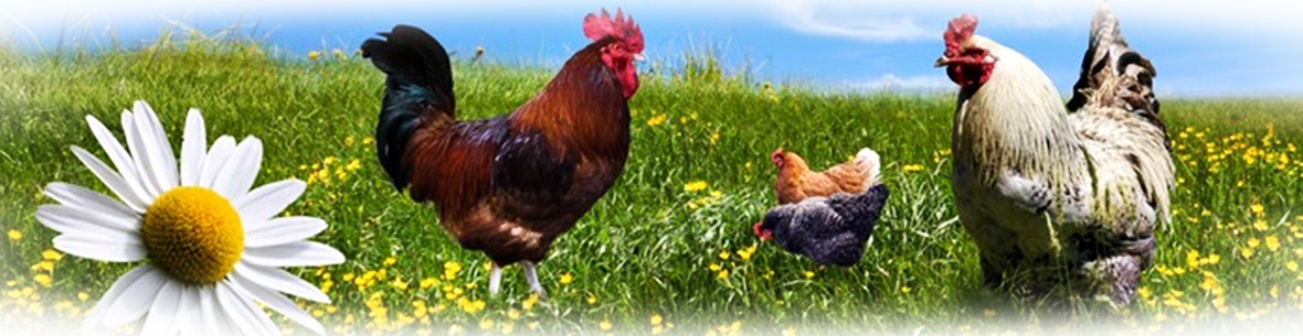 POIDŁO POIDŁA KARMNIK DLA DROBIU KUR GĘSI - 6 KG POLSKI PRODUCENT Marka Agronet