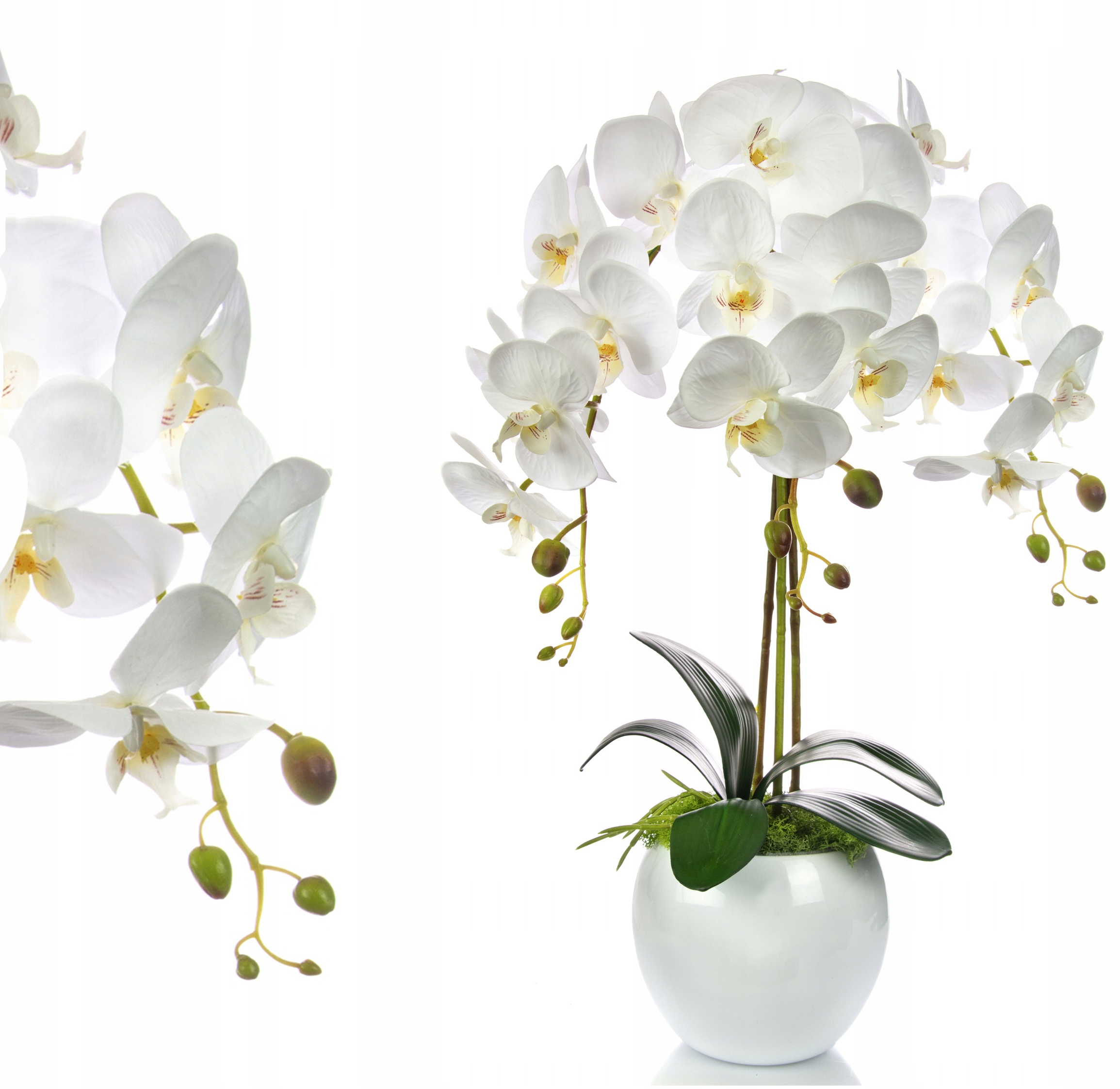 Купить цветы орхидеи в горшке. Орхидея фаленопсис белая в горшке. Фаленопсис белый в горшке. Орхидея белая 91см 136001cr.