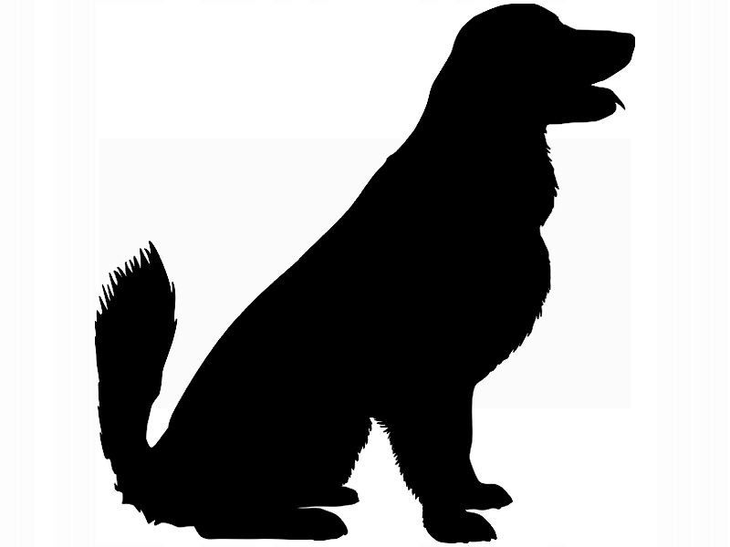 

Naklejka na ścianę ścienna Pies Retriever 70x70 cm