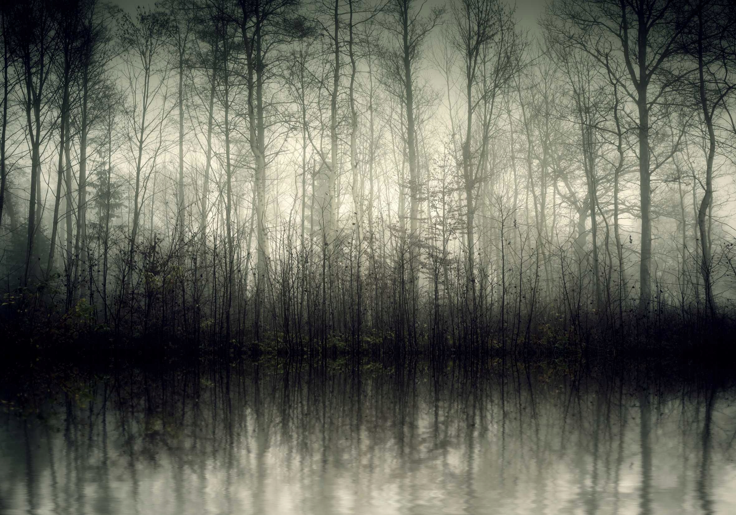 

Plakat Poster Las Natura Mgła 90x60 Maxwybór
