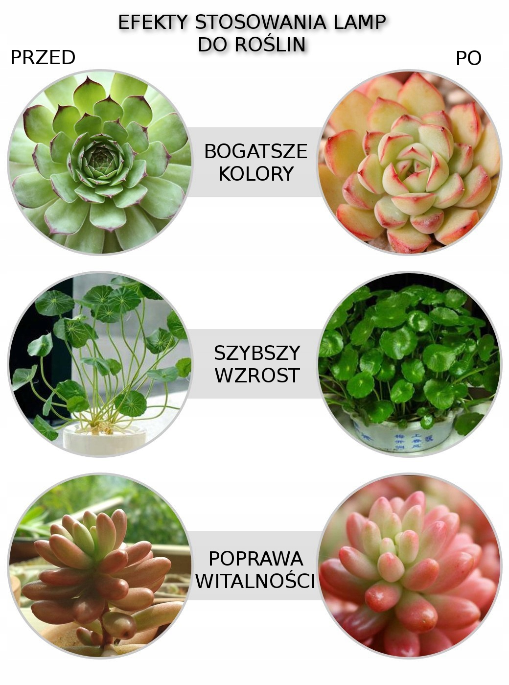 ŻARÓWKA LED GROW LIGHT DO UPRAWY ROŚLIN 28W E27 Rodzaj gwintu E27
