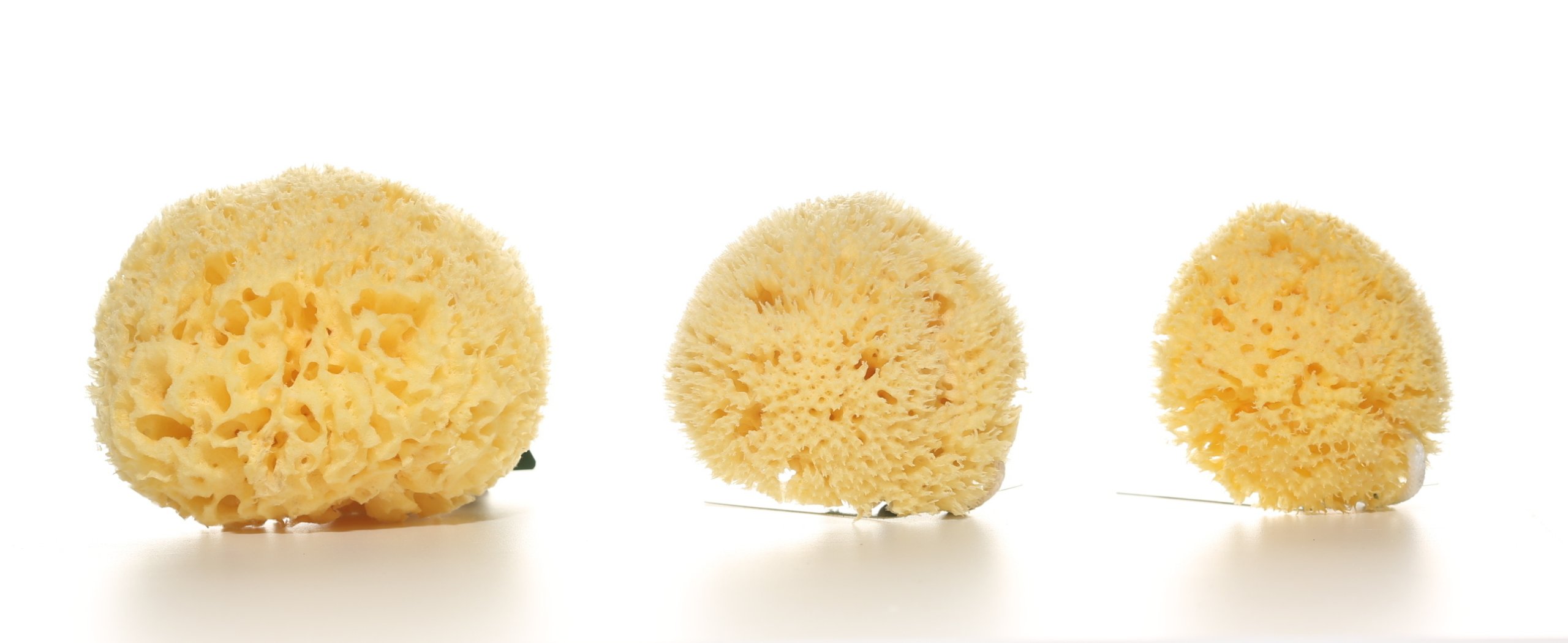 Gąbka MORSKA Nauralna HONEYCOMB PREMIUM Jakość ! Marka inna marka