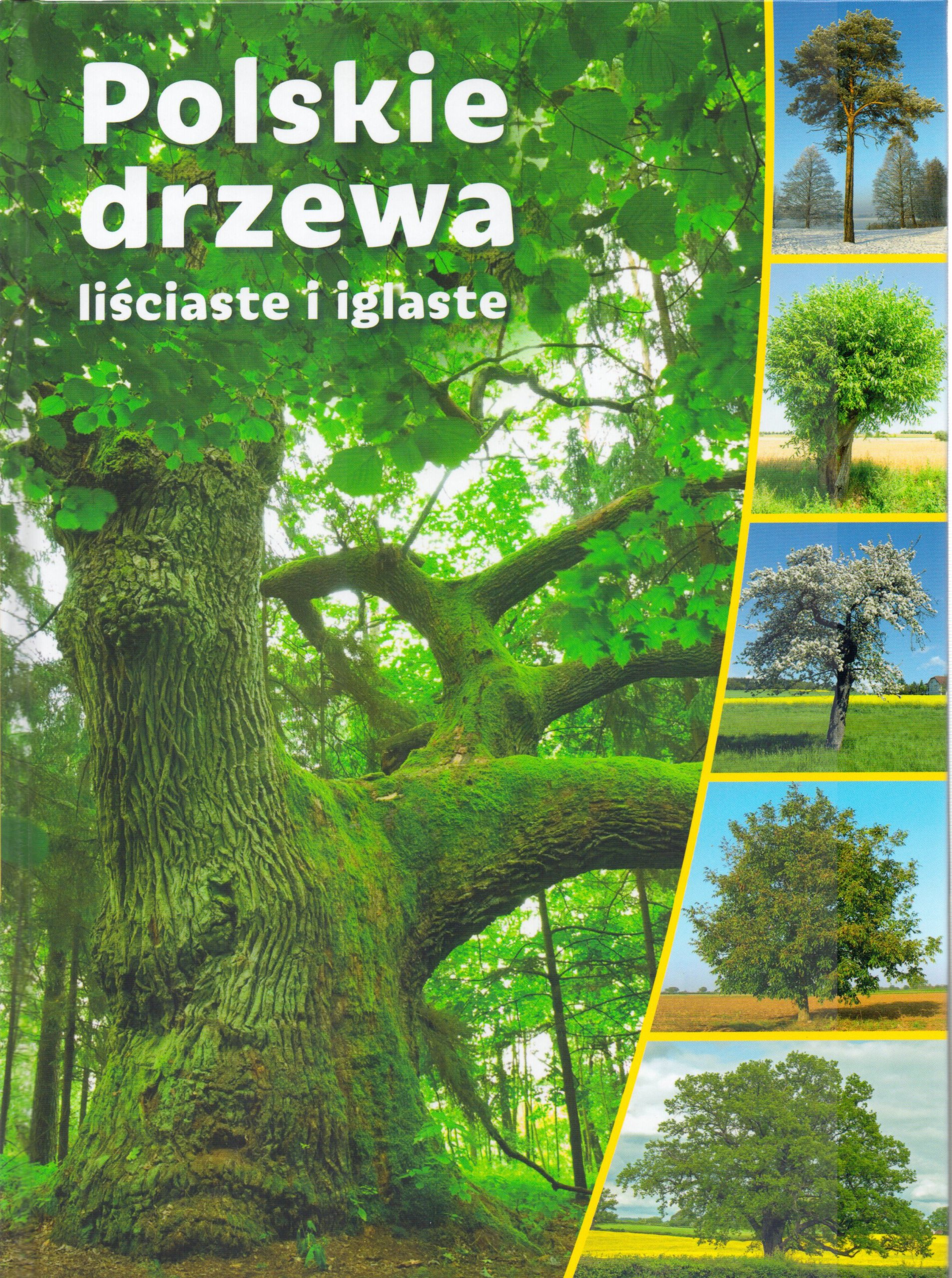 

Polskie drzewa liściaste i iglaste