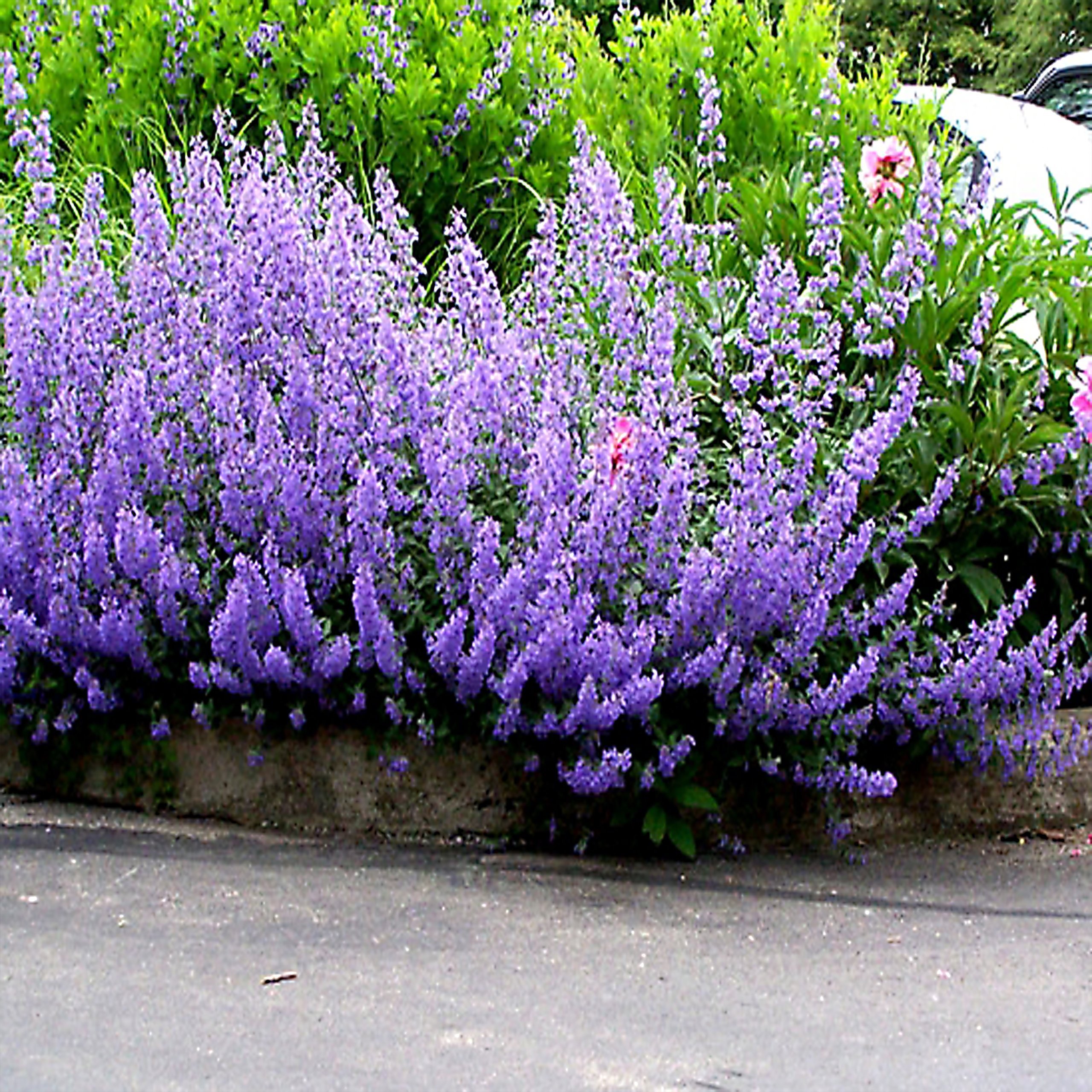 Котовник Фассена посадка и уход фото