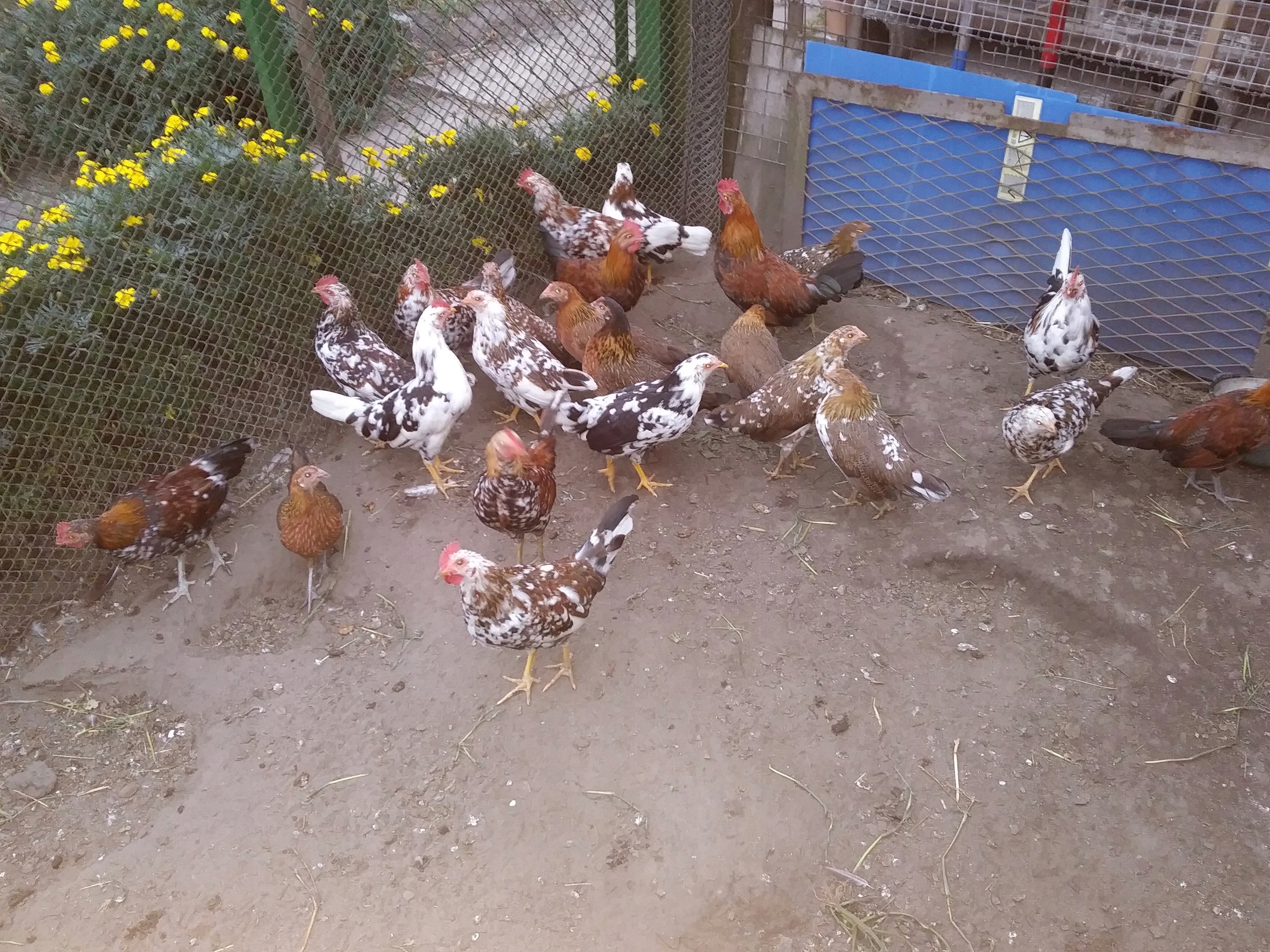 Na Kurzej Fermie Są Kury Koguty I Kurczęta kurki, kury, koguty, liliputy, liliput polski - 7528069085 - oficjalne