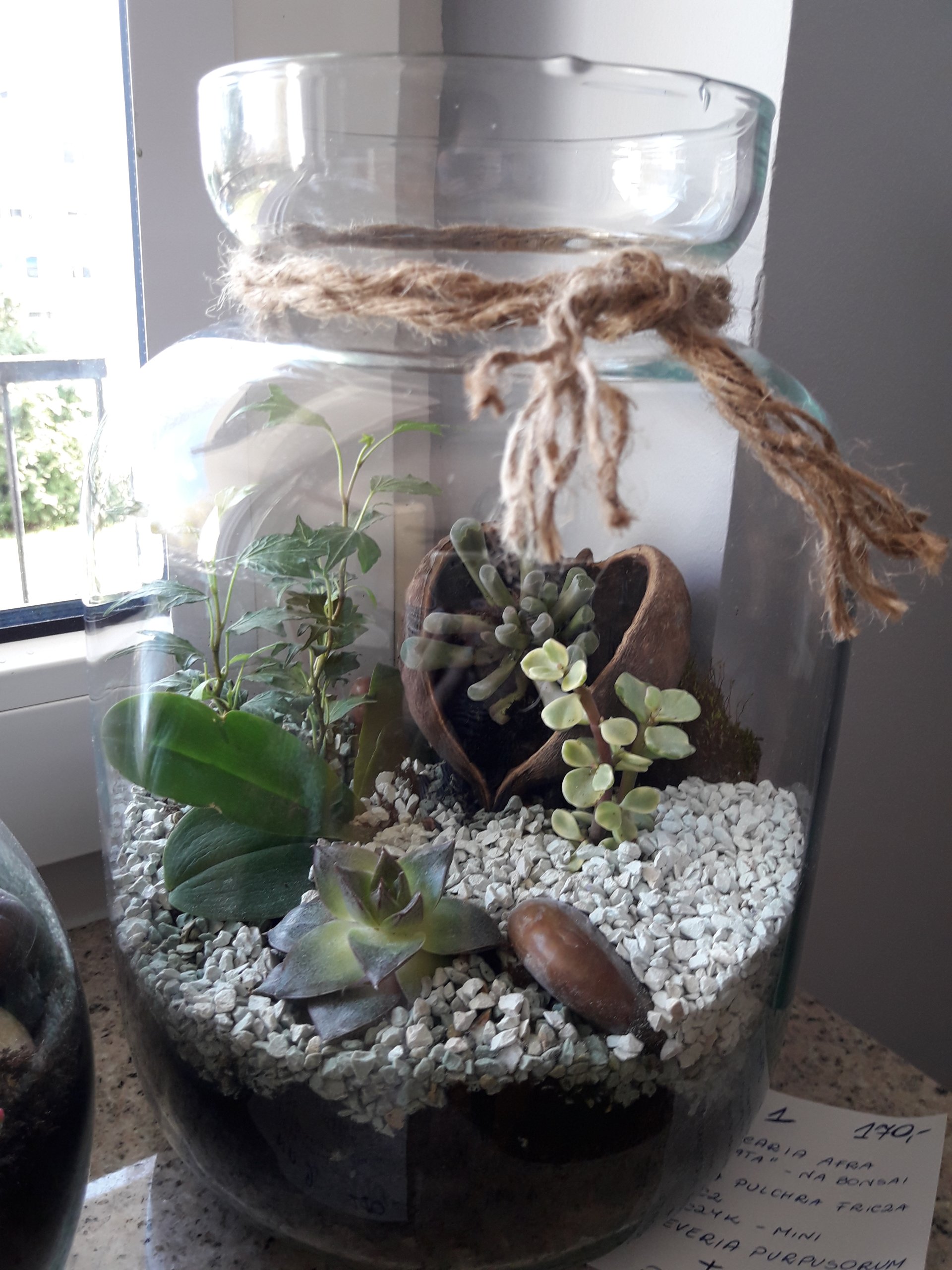 Dekoracje W Szkle Z Kamieniami Ogród w słoiku, las w szkle, sukulenty-KOMPOZYCJA. - 7280149555