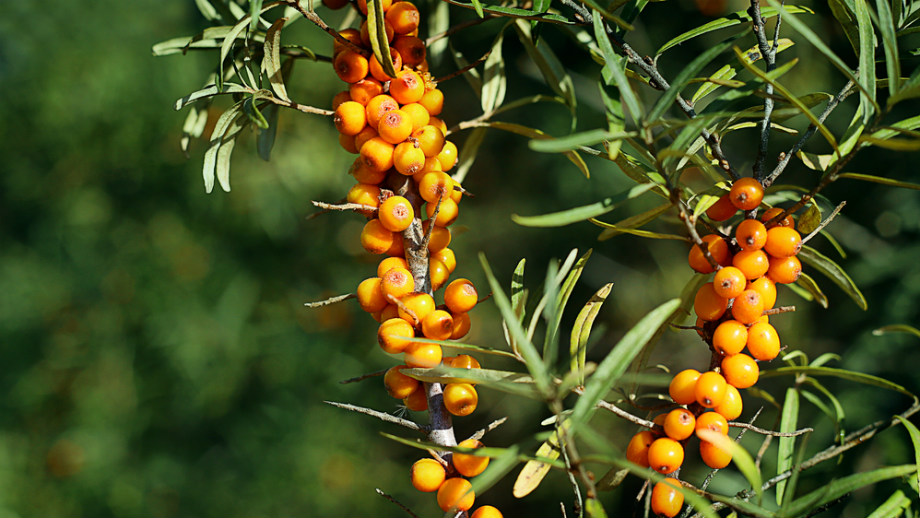 Rokitnik pospolity – złoto Syberii w Twoim ogrodzie - Allegro.pl