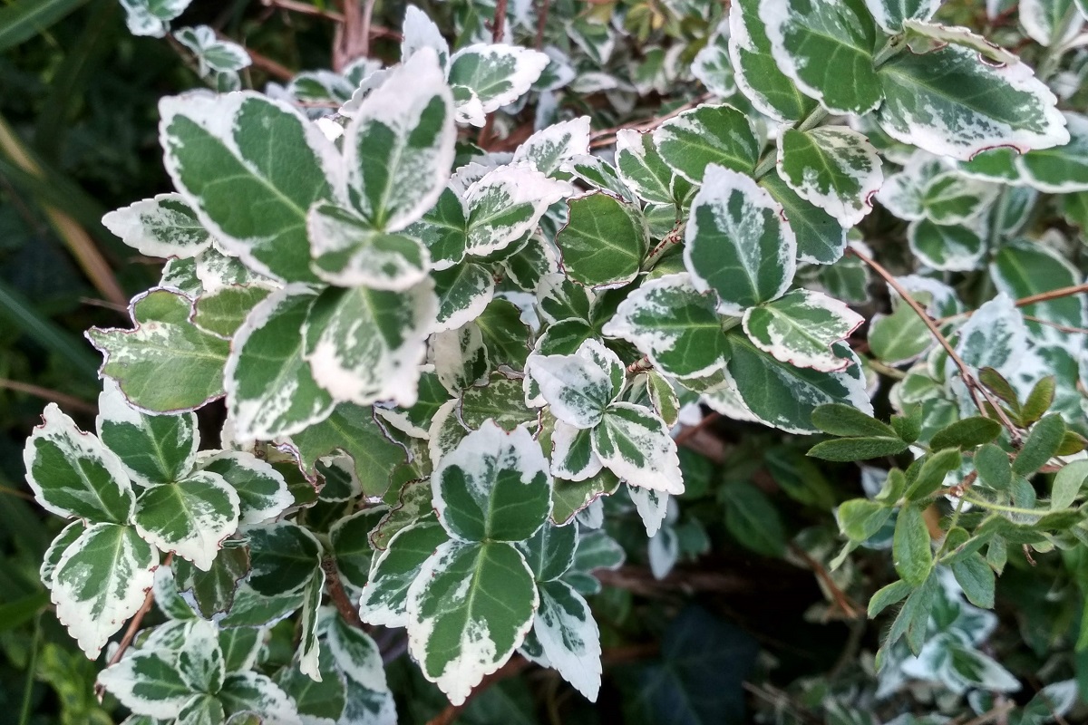 Euonymus