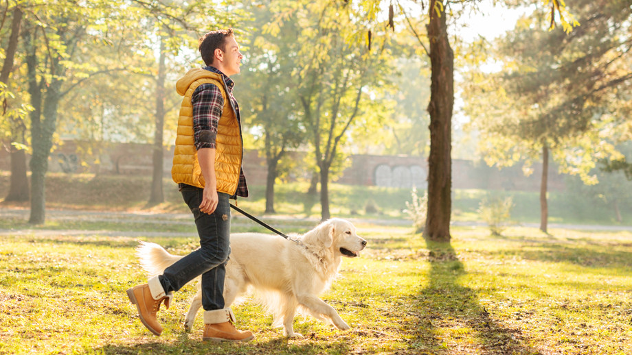 Jesienne Spacery Z Psem O Czym Należy Pamiętać Allegropl