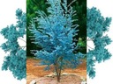 фото mini №3, Eucalyptus blue repeller mosquitoes.