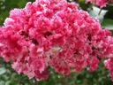 фото mini №9, Lagerstroemia indica color combination 20 seed