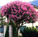 фото mini №3, Lagerstroemia indica color combination 20 seed