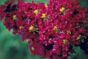 фото mini №10, Lagerstroemia indica color combination 20 seed