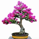 фото mini №11, Lagerstroemia indica color combination 20 seed
