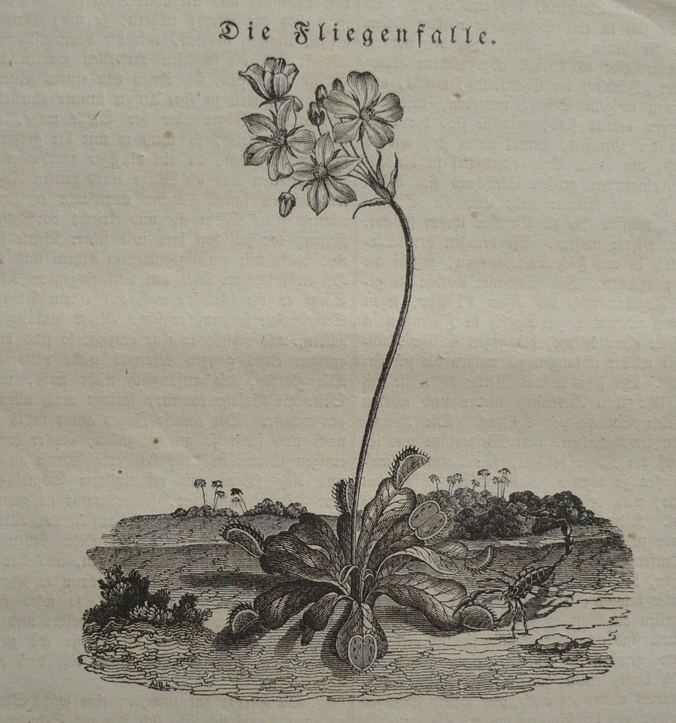 rosiczka agresywna, oryg. 1838