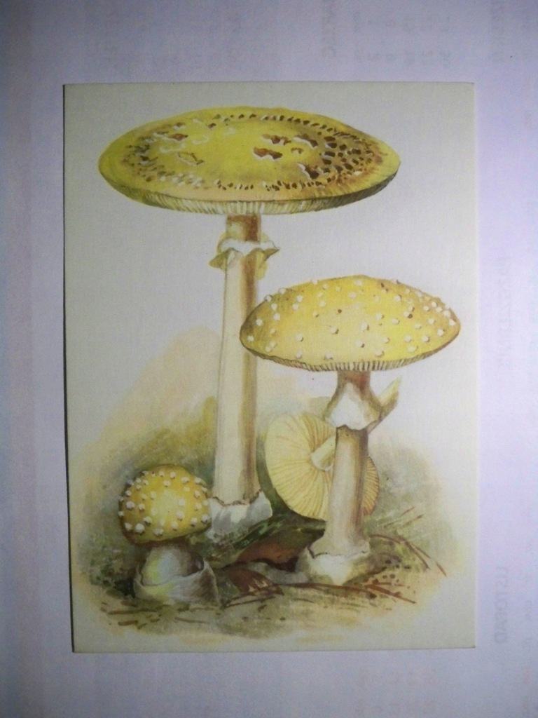 Muchomor cytrynowy... - grzyb.