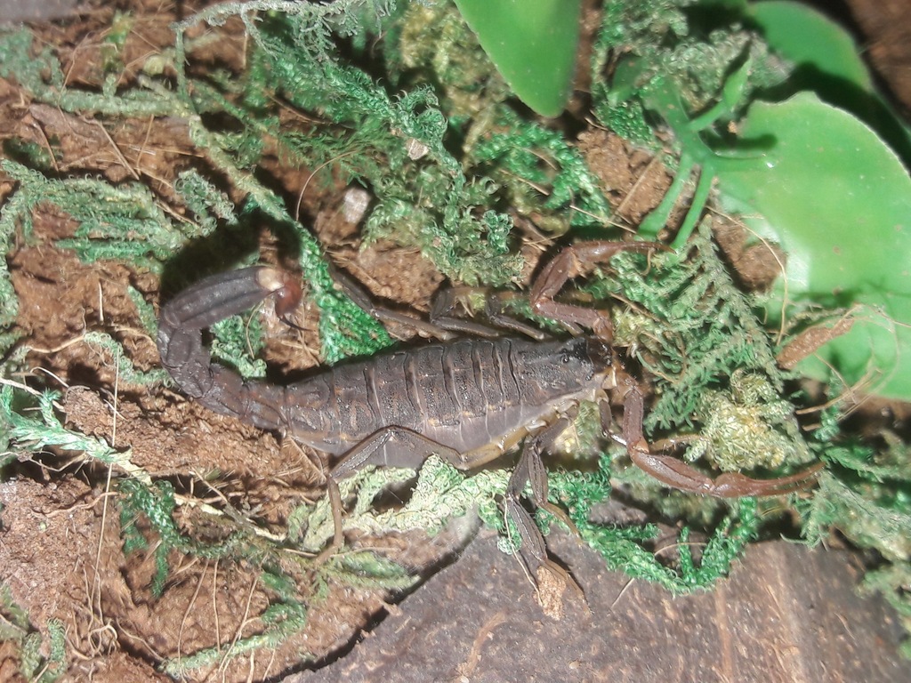 Skorpiony Lychas tricarinatus (sp. Indie) L3/L4