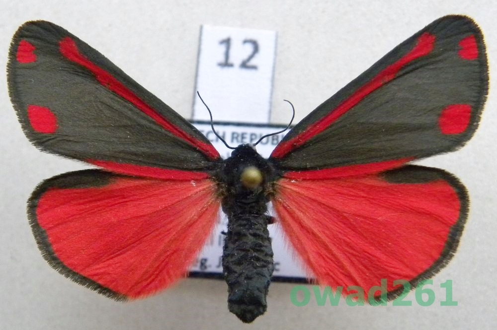 Tyria jacobaeae Proporzyca marzymłódka12