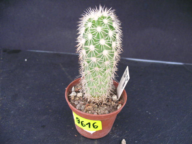 Kaktusy Echinocereus grandis 9616 don 5,5cm