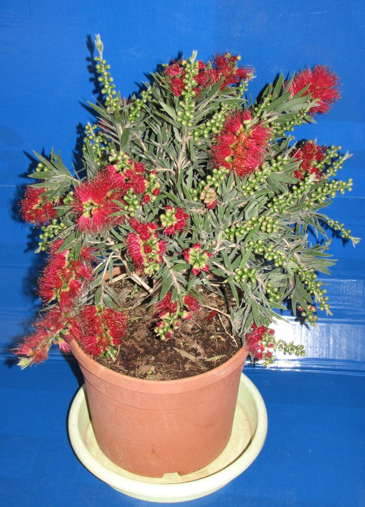 CALLISTEMON MASOTTI MINI RED cm KUFLIK
