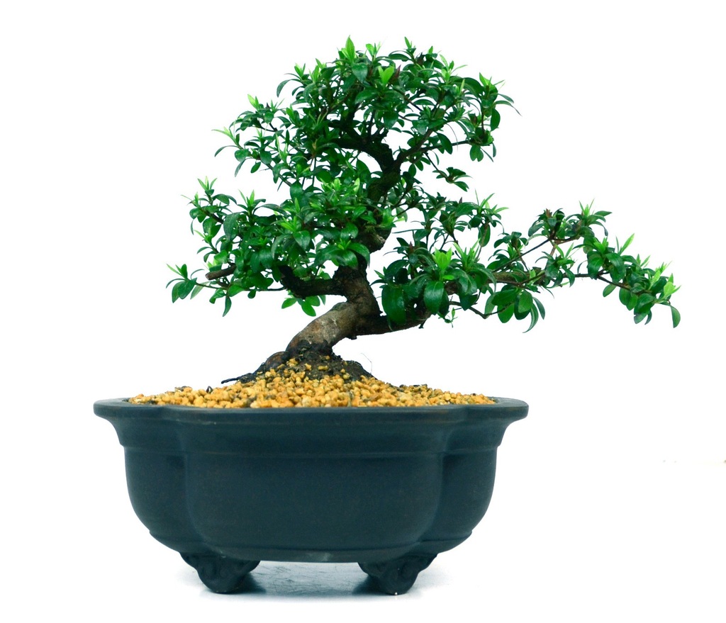 Azalia Yata-No-Kagami - bonsai