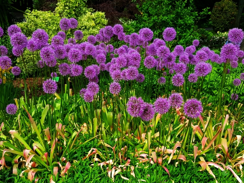 CZOSNKI- ALLIUM - CZOSNEK PURPLE SENSATION 3szt