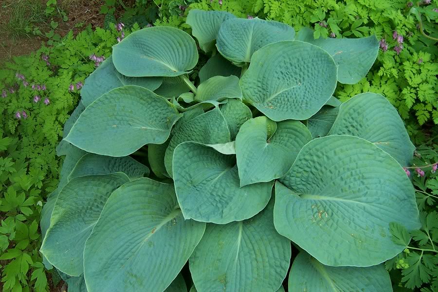 Hosta sieboldii - Funkia Siebolda BŁĘKITNY OLBRZYM