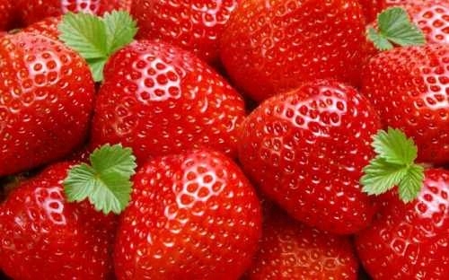 sadzonki truskawek poziomkowych Aldebaran