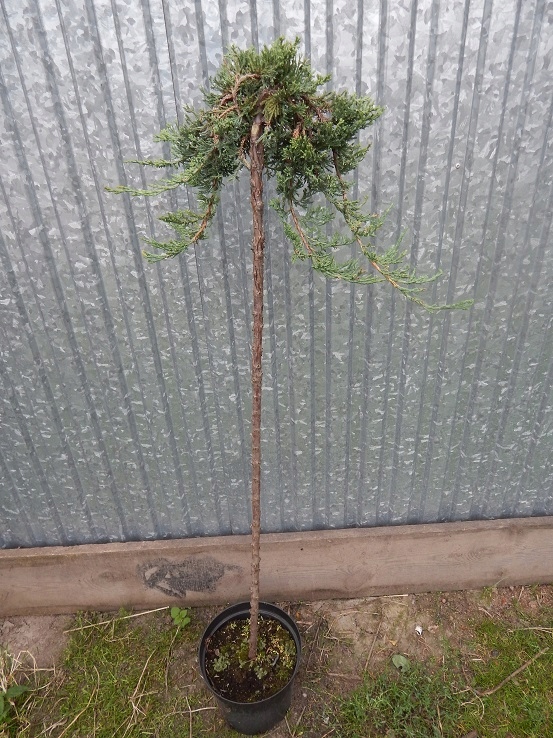 JAŁOWIEC PŁOŻĄCY 110-120CM NA PNIU