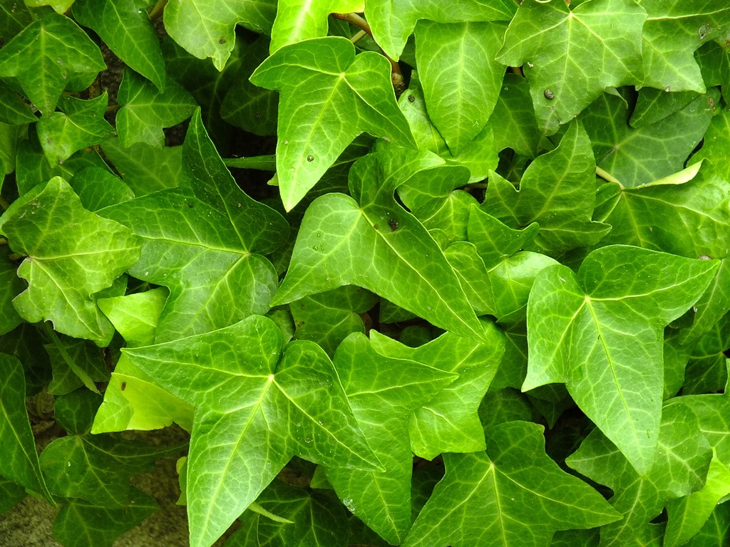 Bluszcz mrozoodporny HEDERA HELIX