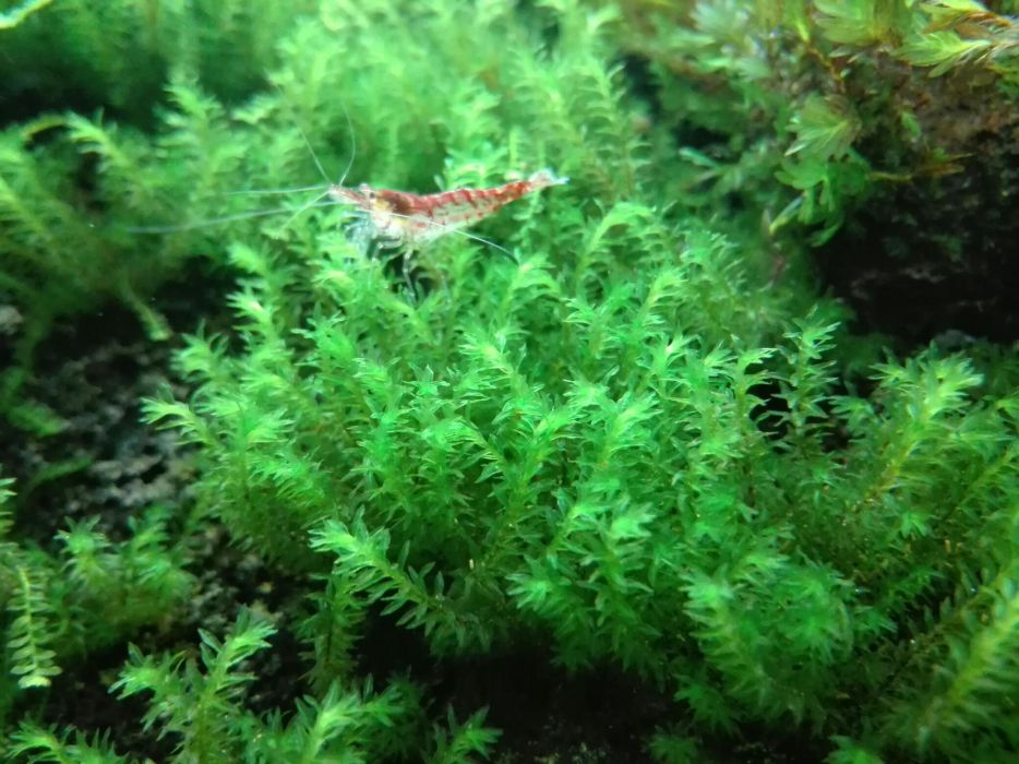 Mech MILIMETER MOSS sp. Barbula