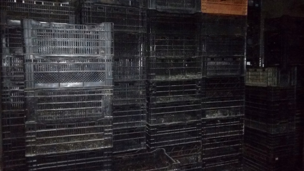 Skrzynki plastikowe holenderskie od lilii 60x40x24