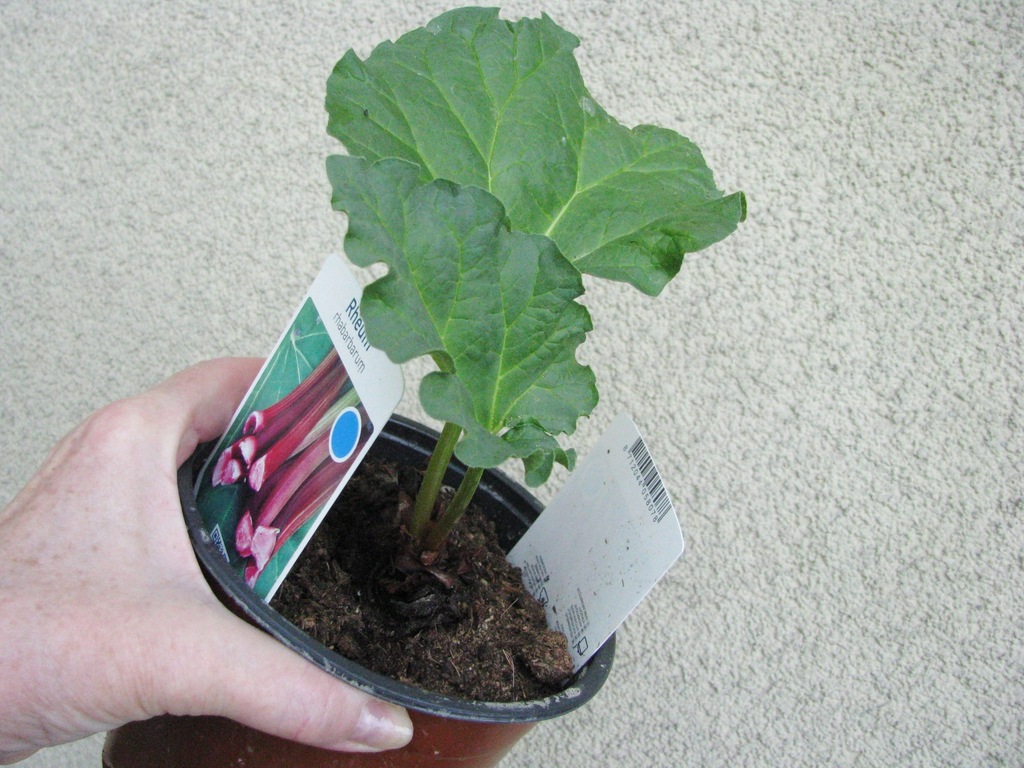 Rabarbar kędzierzawy rheum rhabarbarum 30cm