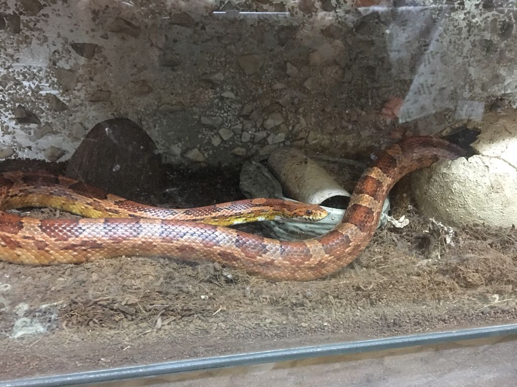 Wąż zbozowy + terrarium duże okazja