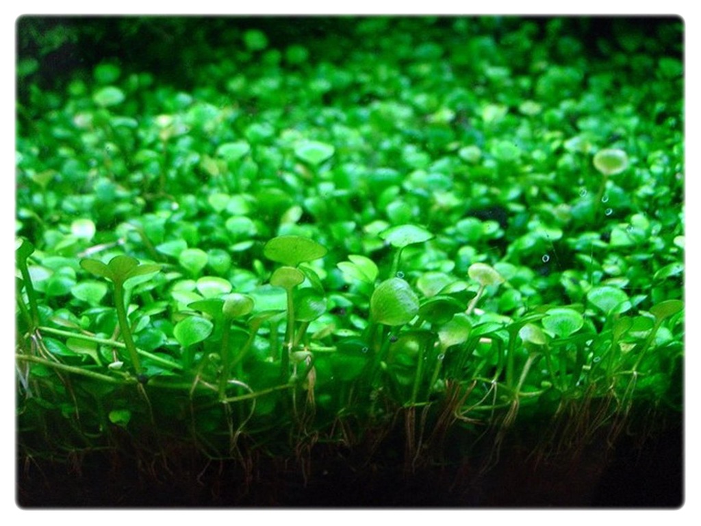 17. Marsilea quadrifolia MARSYLIA CZTEROLISTNA