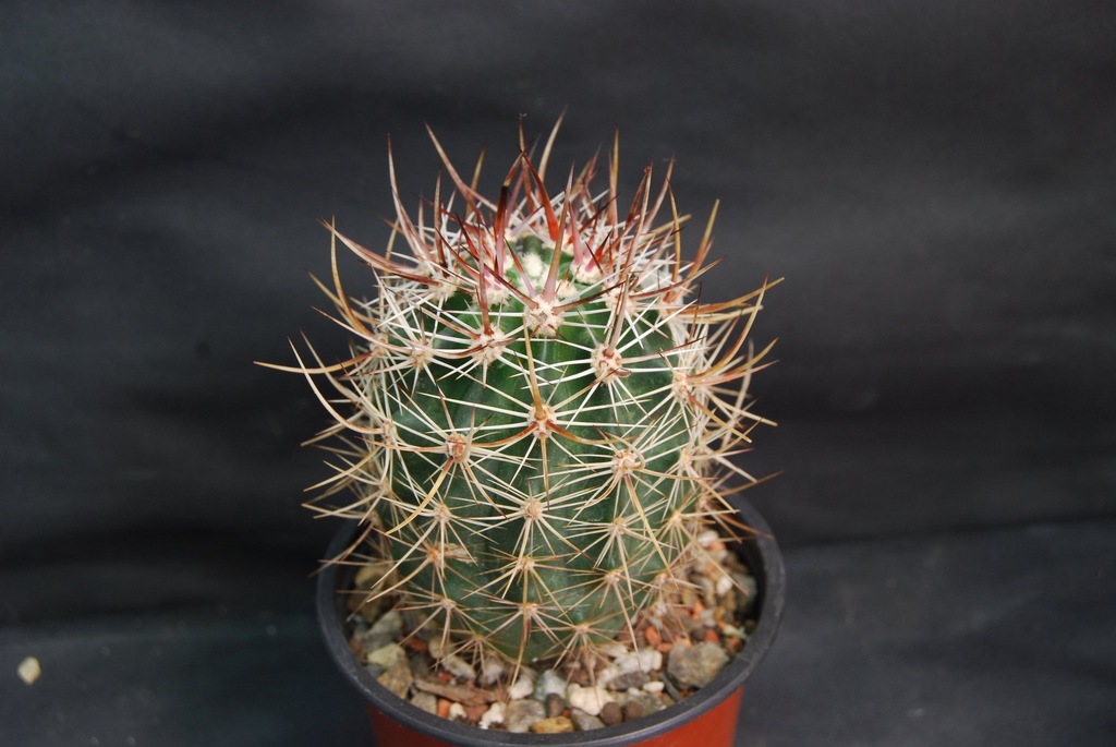 Kaktusy Echinocereus lindsayi szczepiony nr. 579p