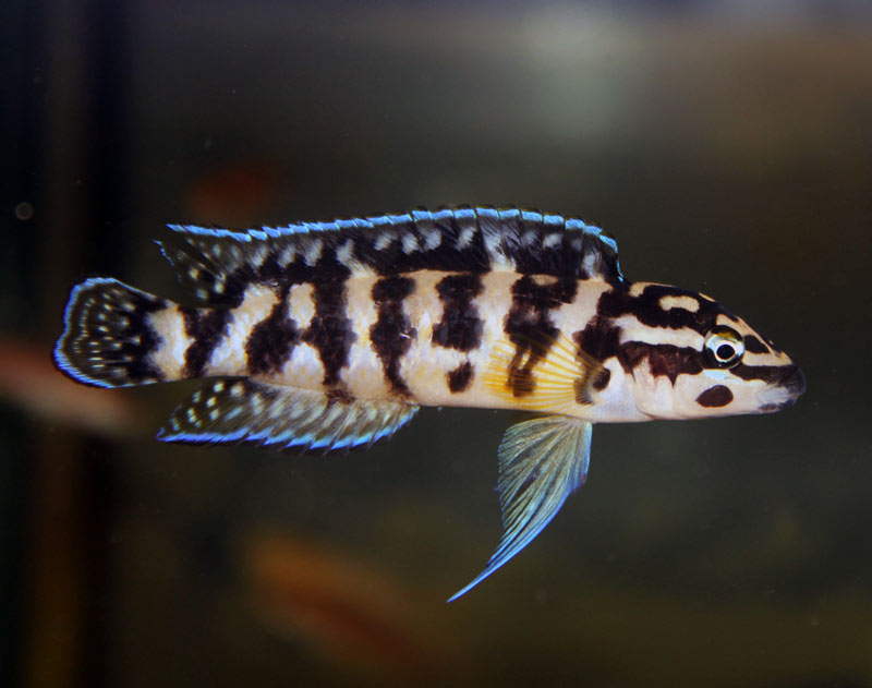 JULIDOCHROMIS TRANCRIPTUS NASKALNIK WĘŻOGŁOWY 5SZT