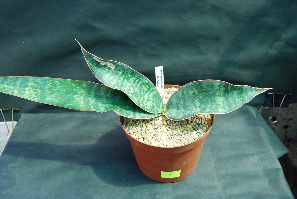 Kaktusy Sansevieria Nitida nr478p