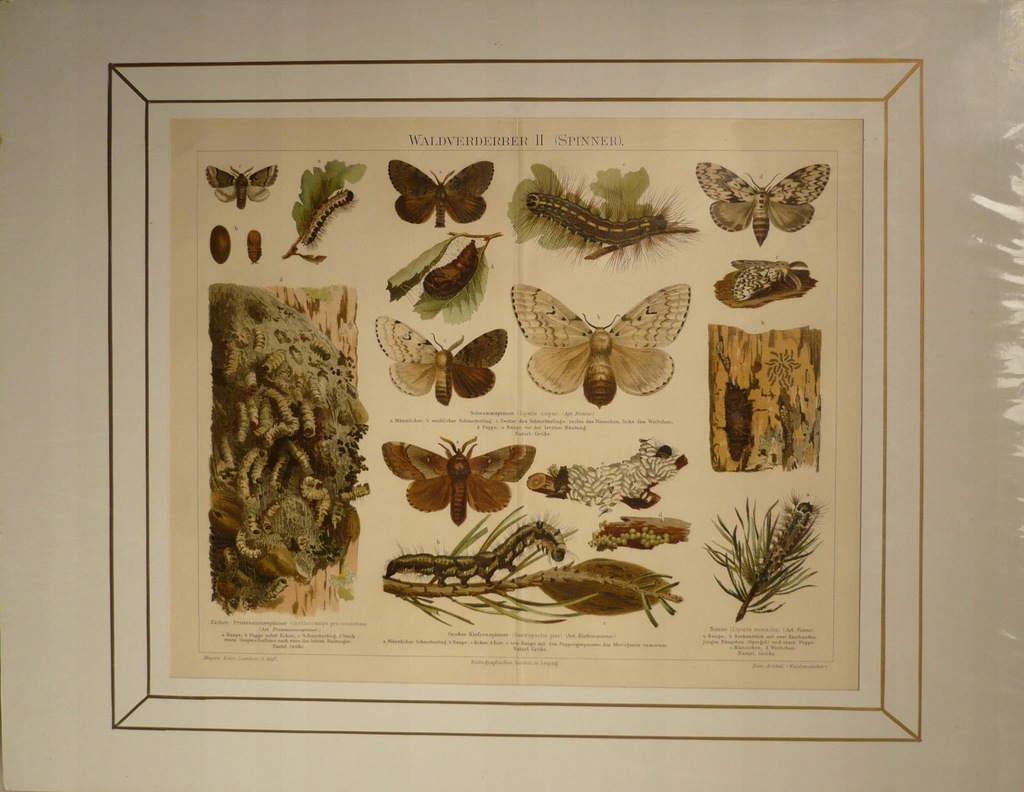 motyle leśne, oryg. 1882