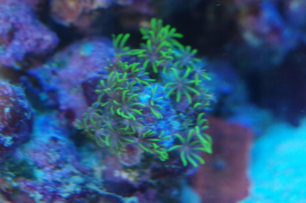 Koralowiec Briareum fluo
