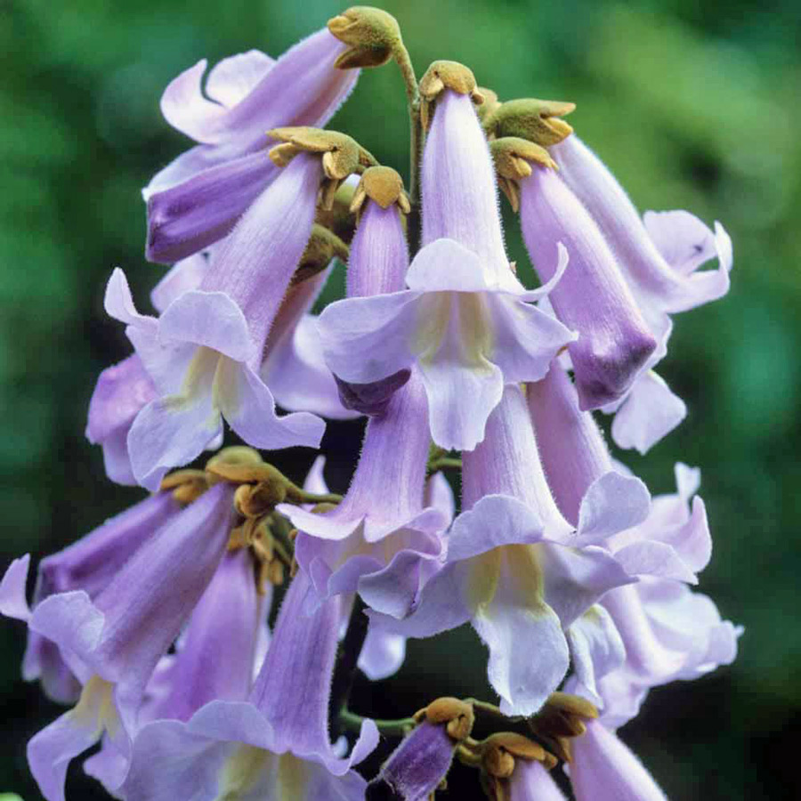 PAULOWNIA PUSZYSTA SZYBKI WZROST PIĘKNE KWIATY