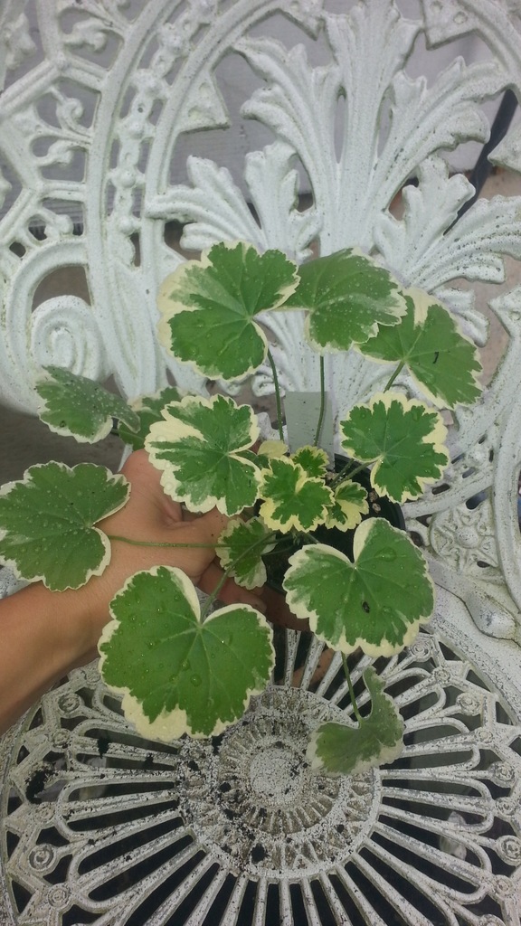 Pelargonia Madame Salleron variegata sadzonka